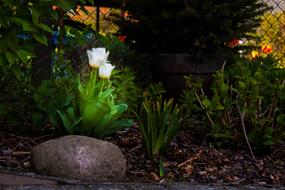 Tulip Tulips