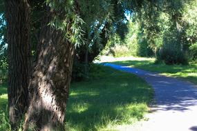 landscape of Trail In The Trees