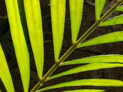 Close-up of the beautiful plant with green and yellow leaves of different shades