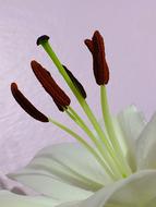 extraordinarily beautiful Flowers White