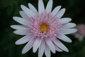 beautiful Daisy Flower
