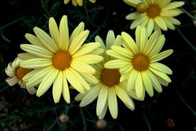 unusually beautiful Daisy Flower Light