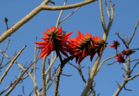 red blossoms of lucky bean tree at sky