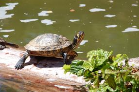 wild Turtle Water Reptile