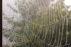 Spider Web Cobweb at forest