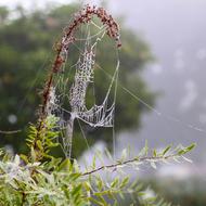 Spider Web Cobweb at autumn