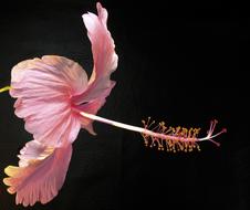 Close up photo of pink Hibiscus Flower with long stigma