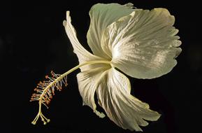 white fabulous Flower