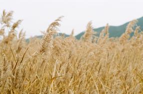 Reed at Autumn