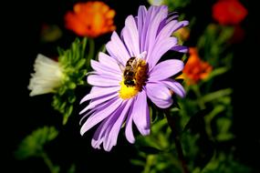 Bee Pollination close up
