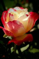 incredibly beautiful Rose Flower