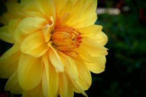 fabulous Flower Yellow Autumn