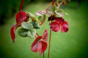 strawberry bush with red flowers on a blurred background