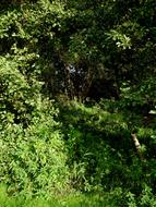 green plants in the jungle under sunlight