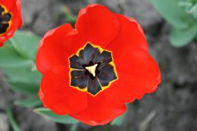 fabulous Poppy Flower