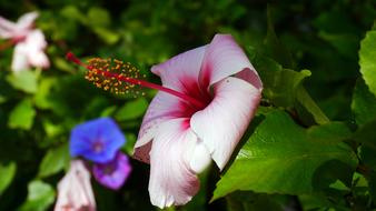 pink hibiscus Flower in garden close-up on blurred background