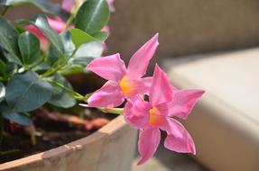 Flowers pot Pink