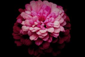 perfect Pink Macro