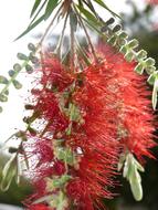 Close-up of the beautiful red and green flowers