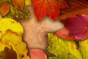 tree stump and colorful autumn leaves