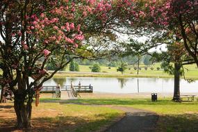 Scenic Crape Flowers in park