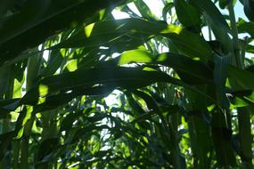 Corn Field Foliage