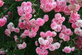 Close-up of the beautiful, blooming, pink and white flowers with green leaves