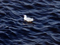 Seagull Sitting On The River Wave