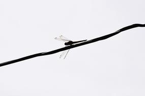 Dragonfly Insect Wings on wire