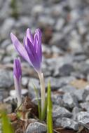 fabulous Early Bloomer Close Up