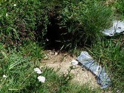 Marmot Engineering Cave in grass