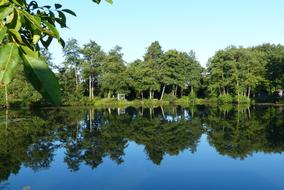 mirror reflection of green forest on the lake surface