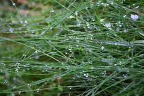closeup photo of Drop Of water on Green Grass