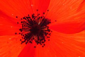 unusually beautiful Flower Papaver