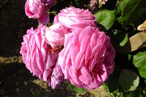 perfect Rose pink Flower