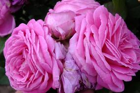 goodly Rose Flowers