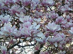 Spring Bright pink and white flowers