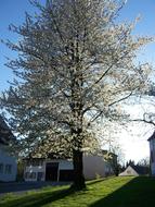 Cherry Tree Blossoms