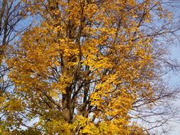 Tree Autumn Sun Leaves