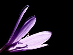 closeup photo of goodly Crocus Flower at the sunlight