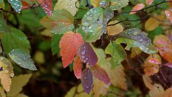 Autumn Fall Colorful wet leaves