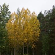 Autumn Yellow Deciduous Tree