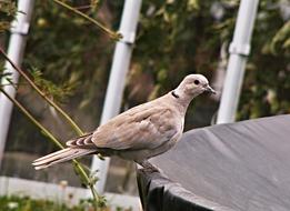 Pigeon at Garden Greenhouse