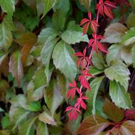 Lonely Beautiful Red vine leaves