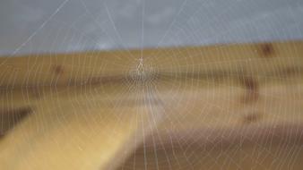 Spider orb Web close up at blur background