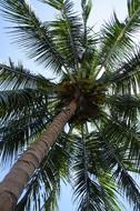 palm tree with green leaves under a clear sky