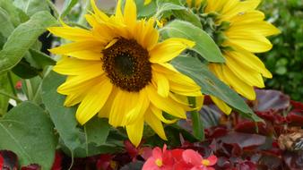 photo of Sunflower Flowers field