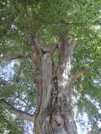 Old Tribe Tree in forest