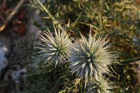 Thistle Flowers jewelry
