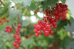 red berries on a bush in a blurred background